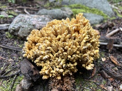 Ramaria