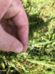 Persicaria sagittata