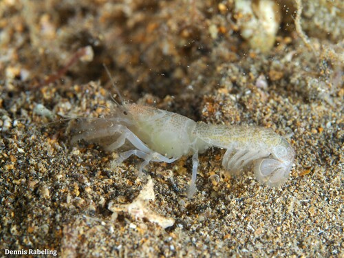 Upogebia pusilla