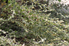 Brickellia californica