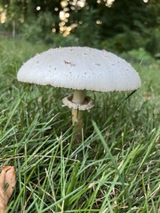 Chlorophyllum molybdites