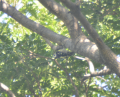 Yungipicus canicapillus