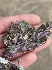 Phlebiopsis crassa