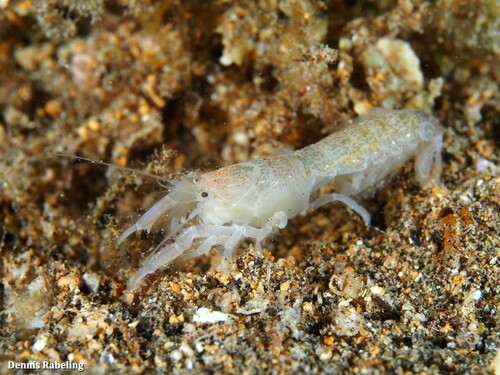 Upogebia pusilla (Petagna, 1792)