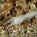 Upogebia pusilla - Photo (c) Dennis Rabeling, some rights reserved (CC BY-NC-ND), uploaded by Dennis Rabeling