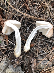 Agaricaceae