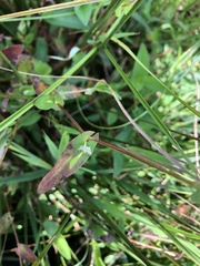 Persicaria sagittata