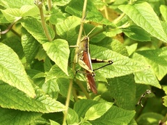 Schistocerca obscura