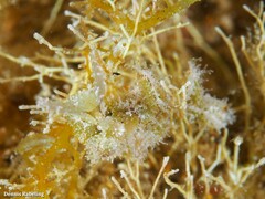 Elysia subornata