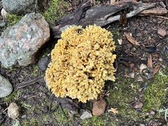 Ramaria