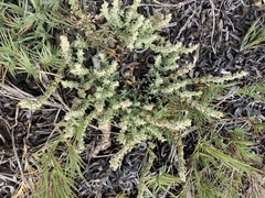 Extriplex californica