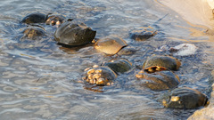 Limulus polyphemus