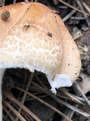 Agaricaceae