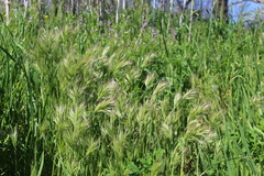Bromus rubens