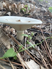 Lactifluus piperatus