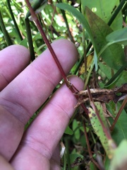 Persicaria sagittata