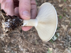 Lactifluus piperatus
