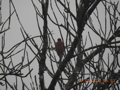 Micropternus brachyurus