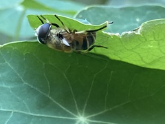 Eristalis stipator