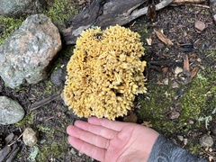 Ramaria