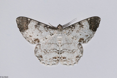 Epimecis