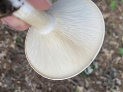 Lactifluus piperatus