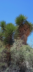Yucca periculosa