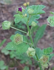 Malva sylvestris mauritiana