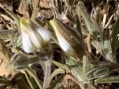 Cordylanthus pilosus pilosus