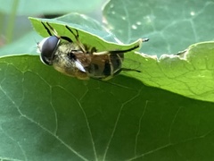 Eristalis stipator