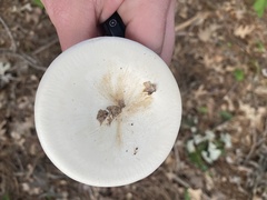 Lactifluus piperatus