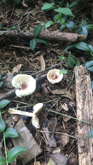 Lepiota rubrotinctoides