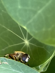 Eristalis stipator