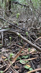 Pterostylis concinna