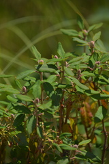 Rhododendron columbianum