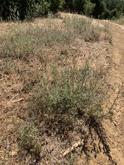 Cordylanthus pilosus pilosus