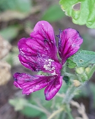 Malva sylvestris mauritiana