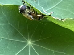 Eristalis stipator