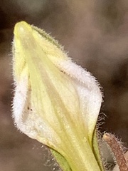 Cordylanthus pilosus pilosus