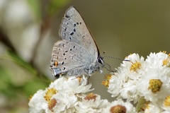 Satyrium sylvinus