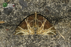 Ecliptopera rectilinea