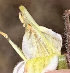 Cordylanthus pilosus pilosus