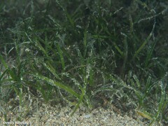 Zostera noltei