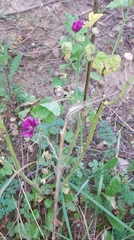 Malva sylvestris mauritiana