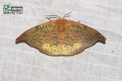 Oreta bicolor