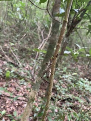 Acanthocephala alata