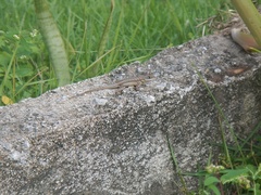 Tropidurus