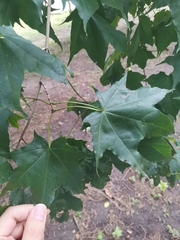 Acer pictum