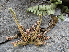 Asplenium platyneuron