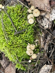 Marasmius rotula